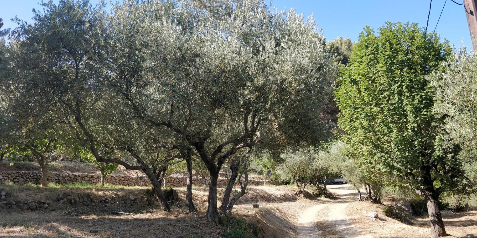 Villa CIGALONS en pleine pinède + PISCINE chauffée Auriol Exterior foto